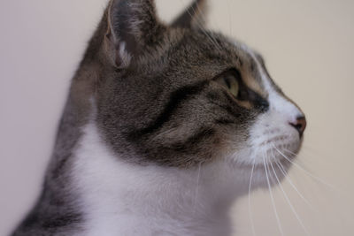 Close-up of cat looking away