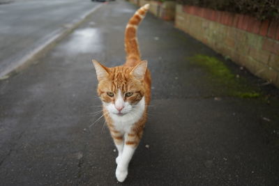 High angle view of cat on street