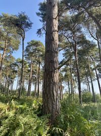 Low angle view of trees in forest against sky