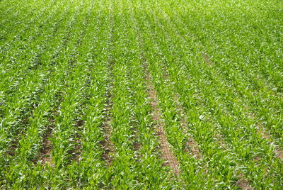 Full frame shot of fresh green field