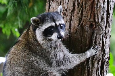 Close-up of meerkat on tree trunk