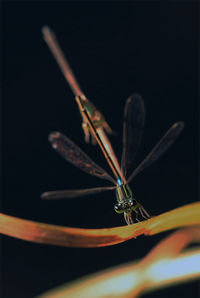 Close-up of dragonfly