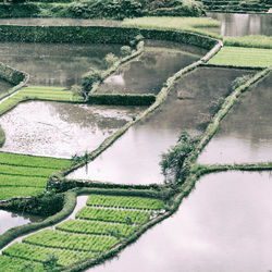 Scenic view of agricultural field