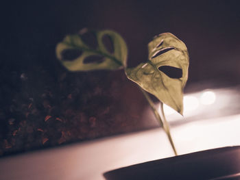 Close-up of small plant by window