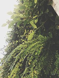 Low angle view of leaves