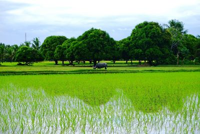 Scenic view of agricultural field against sky