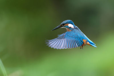 Close-up of bird flying