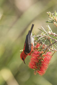 Close-up of bird on red flower