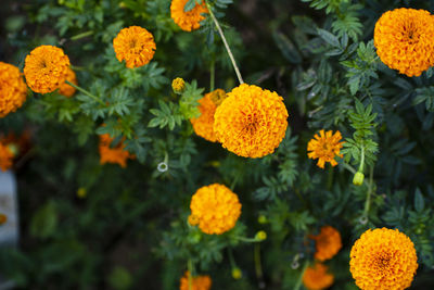 Close-up of orange marigold flowers
