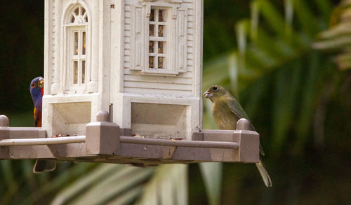 Couple male and female painted bunting passerina ciris bird pair on a bird feeder in naples