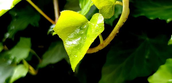 Close-up of wet plant leaves