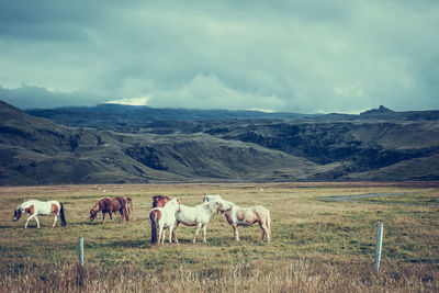 Cows grazing on field against sky