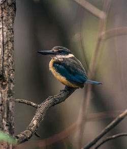 Close-up of bird perching on branch