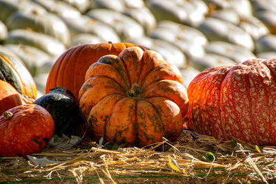 Close-up of pumpkins