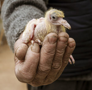 Istanbul, turkey - april 29, 2022 - man holds baby pigeon in his hand