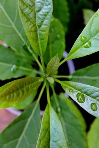 Close-up of plant