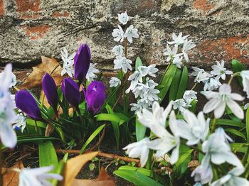 Close-up of purple flowers blooming outdoors