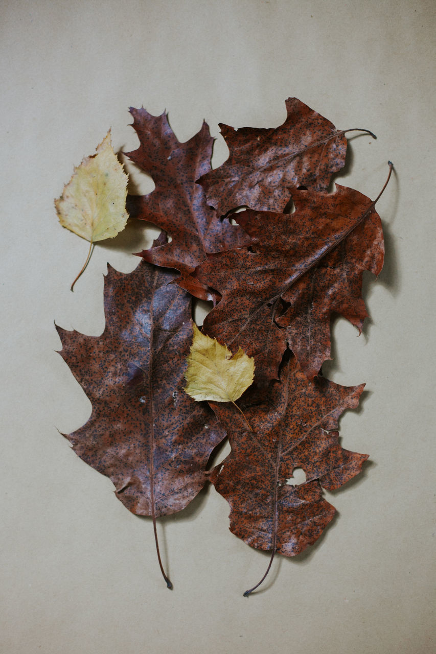 HIGH ANGLE VIEW OF MAPLE LEAVES ON WHITE BACKGROUND