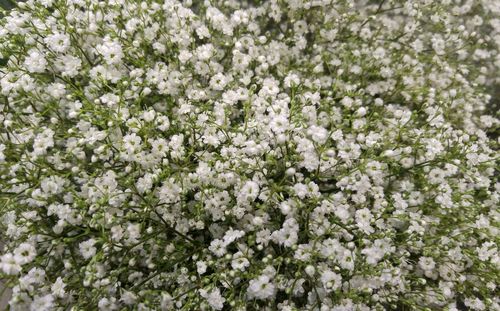 High angle view of white flowers growing on plants