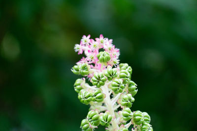 Close-up of pink flowering plant