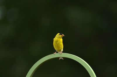 Close-up of bird perching on branch