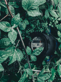 High angle view of wet plants