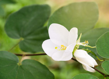 Close-up of white flowering plant leaves