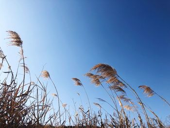 Low angle view of plants against clear blue sky