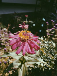 Close-up of pink flower