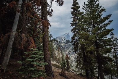 Pine trees in forest against sky