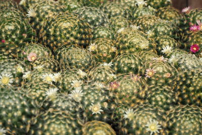 High angle view of a vegetables