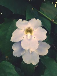 Close-up of white flower