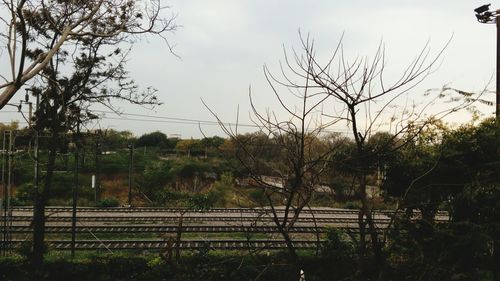 Bare trees on field