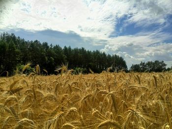 Scenic view of field against sky