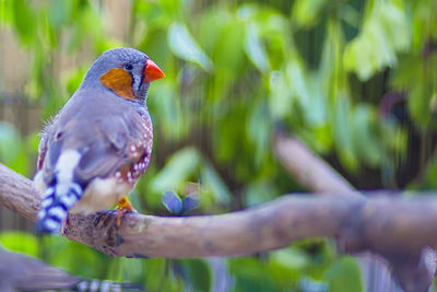 Close-up of parrot perching on branch