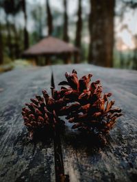 Close-up of pine cone on table