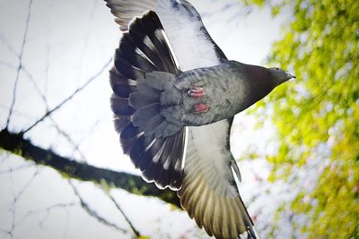 Low angle view of bird against sky