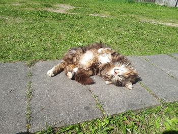 High angle view of dog lying on grass