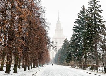 Snowed tree alley in the winter campus of moscow university