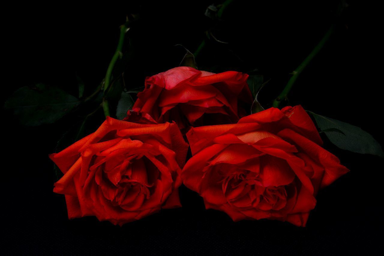 CLOSE-UP OF RED ROSES