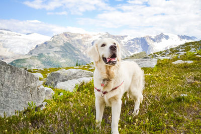 Dog standing on mountain against sky