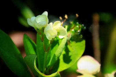 Close-up of flowering plant