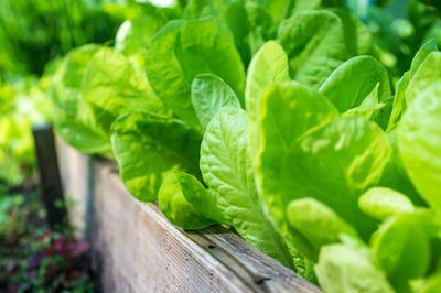 Close-up of fresh green leaves