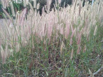 Plants growing on field