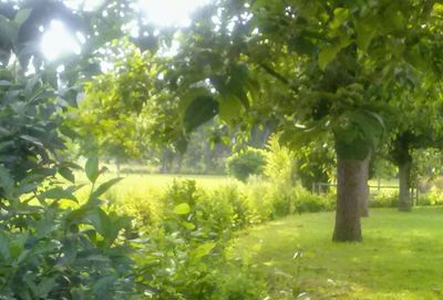 Trees growing on field