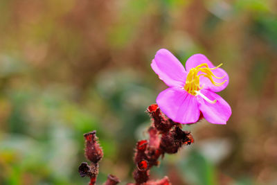 Close-up of pink flowering plant