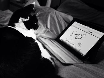 Cat looking away