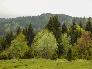 Pine trees in forest