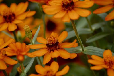 Close-up of honey bee on yellow flowers blooming outdoors