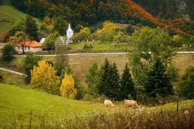 Church and cows on field by mountains and trees